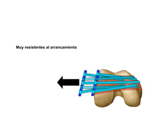 Muy resistentes al arrancamiento
 