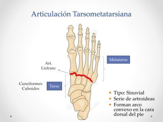 Metatarso
Tarso
Art.
Lisfranc
Cuneiformes
Cuboides
Tipo: Sinovial
Serie de artroideas
Forman arco
convexo en la cara
dorsal del pie
Articulación Tarsometatarsiana