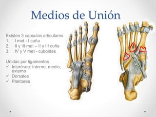 Medios de Unión
Existen 3 capsulas articulares
1. I met - I cuña
2. II y III met – II y III cuña
3. IV y V met - cuboides
Unidas por ligamentos
 Interóseo: Interno, medio,
externo
 Dorsales
 Plantares
 