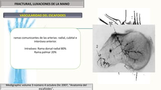 FRACTURAS, LUXACIONES DE LA MANO
VASCULARIDAD DEL ESCAFOIDES
Medigraphic volume 3 número 4 octubre.Dic 2007, “Anatomía del
escafoides”,
ramas comunicantes de las arterias: radial, cubital e
interósea anterior.
Intraóseo: Rama dorsal radial 80%
Rama palmar 20%
 