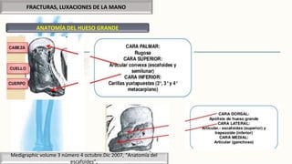 FRACTURAS, LUXACIONES DE LA MANO
ANATOMÍA DEL HUESO GRANDE
Medigraphic volume 3 número 4 octubre.Dic 2007, “Anatomía del
escafoides”,
 