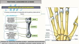 FRACTURAS, LUXACIONES DE LA MANO
ANATOMÍA DE LOS METACARPIANOS
5 huesos constituyen el esqueleto de la palma y dorso de la
mano
TRATADO DE ANATOMIA HUMANA QUIROZ “ ANATOMIA METACARPIANO
CAPITULO 1 ESQUELETO DEL MIEMBRO SUPERIOR, MANO PAGINA 149
 