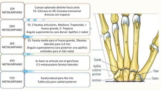 1ER
METACARPIANO
2DO
METACARPIANO
3ER
METACARPIANO
4TO
METACARPIANO
5TO
METACARPIANO
Cuerpo aplanado delante hacia atrás
ES: Cóncava en AP, Convexa transversal
Articula con trapecio
ES: 3 facetas articulares. Mediana: Trapezoide, I:
Hueso grande, E: Trapecio
Ángulo superointerno cara dorsal: Apófisis 1 radial
ES: Faceta media para el hueso grande, 2facetas
laterales para 2,4 mtc
Ángulo superoexterno cara posterior una apófisis
estiloides para el 2do radial
Su base se articula con el ganchoso
3.5 metacarpiano facetas laterales
Faceta lateral para 4to mtc
Tubérculo para cubital posterior
 