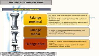 FRACTURAS, LUXACIONES DE LA MANO
ANATOMÍA DE LAS FALANGES
TRATADO DE ANATOMIA HUMANA QUIROZ “ ANATOMIA DE FALANGES,
CAPITULO 1 ESQUELETO DEL MIEMBRO SUPERIOR, MANO PAGINA 152
•Cara anterior plana, bordes laterales se insertan vainas fibrosas de
los flexores
•ES: Tubérculo donde se inserta ligamento lateral de la articulación
metacarpofalángica
•EI: Forma de tróclea a los lados depresión inserta ligamento lateral
articulación de la primera falange con la segunda
Falange
proximal
•ES: Dividida en dos por cresta media correspondiéndose con la
tróclea de la primera falange.
•EI: Tróclea que articula con la tercera falange.
Falange
media
•Convexo cara posterior; plano en cara anterior. Mas ancho arriba
que abajo.
•EI: Mas ancha, cara palmar es rugosa con forma de herradura
correspondiente al pulpejo del dedo.
Falange distal
 