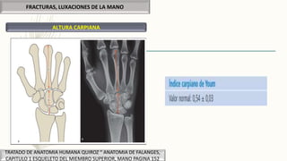 FRACTURAS, LUXACIONES DE LA MANO
TRATADO DE ANATOMIA HUMANA QUIROZ “ ANATOMIA DE FALANGES,
CAPITULO 1 ESQUELETO DEL MIEMBRO SUPERIOR, MANO PAGINA 152
ALTURA CARPIANA
 