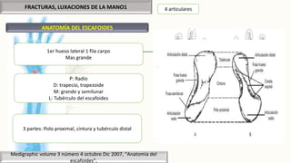 FRACTURAS, LUXACIONES DE LA MANO1
Medigraphic volume 3 número 4 octubre.Dic 2007, “Anatomía del
escafoides”,
ANATOMÍA DEL ESCAFOIDES
1er hueso lateral 1 fila carpo
Mas grande
P: Radio
D: trapecio, trapezoide
M: grande y semilunar
L: Tubérculo del escafoides
4 articulares
3 partes: Polo proximal, cintura y tubérculo distal
 