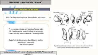 FRACTURAS, LUXACIONES DE LA MANO
ANATOMÍA DEL ESCAFOIDES
Medigraphic volume 3 número 4 octubre.Dic 2007, “Anatomía del
escafoides”,
80% Cartílago distribuido en 4 superficies articulares:
P: convexa y articula con fosa escafoidea radio
M: Faceta cubital superficie lateral semilunar
Faceta distal y medial ovalada : “ hueso grande
Superficie distal convexa dividida en 2 partes:
Medial con trapezoide
Lateral con trapecio
 