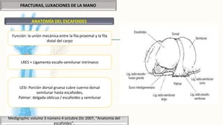 FRACTURAS, LUXACIONES DE LA MANO
ANATOMÍA DEL ESCAFOIDES
Medigraphic volume 3 número 4 octubre.Dic 2007, “Anatomía del
escafoides”,
Función: la unión mecánica entre la fila proximal y la fila
distal del carpo
LRES + Ligamento escafo-semilunar intrínseco
LESI: Porción dorsal gruesa cubre cuerno dorsal
semilunar hasta escafoides,
Palmar: delgada oblicua / escafoides y semilunar
 