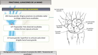 FRACTURAS, LUXACIONES DE LA MANO
ANATOMÍA DEL ESCAFOIDES
Medigraphic volume 3 número 4 octubre.Dic 2007, “Anatomía del
escafoides”,
LRE-Hueso grande: Origina proximal a la estiloides radial
se dirige cubital hacia escafoides
LET-Trapezoidal: Polo distal del escafoides
Ambos forman cápsula articular
LE-hueso grande: Superficie no articular polo distal
dirigido hacia hueso grande
 
