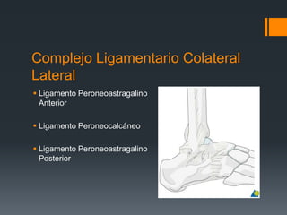 Complejo Ligamentario Colateral
Lateral
 Ligamento Peroneoastragalino
Anterior
 Ligamento Peroneocalcáneo
 Ligamento Peroneoastragalino
Posterior
 