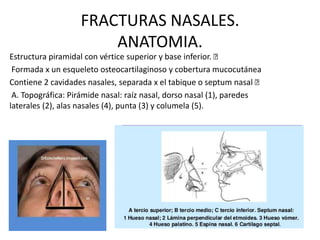 FRACTURAS NASALES.
ANATOMIA.
Estructura piramidal con vértice superior y base inferior. 
Formada x un esqueleto osteocartilaginoso y cobertura mucocutánea
Contiene 2 cavidades nasales, separada x el tabique o septum nasal 
A. Topográfica: Pirámide nasal: raíz nasal, dorso nasal (1), paredes
laterales (2), alas nasales (4), punta (3) y columela (5).
 