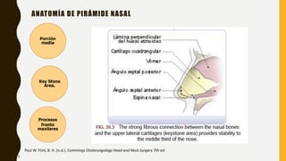 ANATOMÍA DE PIRÁMIDE NASAL
Paul W. Flint, B. H. (n.d.). Cummings Otolaryngology Head and Neck Surgery 7th ed.
Porción
media
Key Stone
Area.
Procesos
fronto
maxilares
3
 