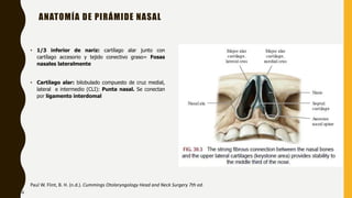 • 1/3 inferior de nariz: cartílago alar junto con
cartílago accesorio y tejido conectivo graso= Fosas
nasales lateralmente
• Cartílago alar: bilobulado compuesto de cruz medial,
lateral e intermedio (CLI): Punta nasal. Se conectan
por ligamento interdomal
ANATOMÍA DE PIRÁMIDE NASAL
Paul W. Flint, B. H. (n.d.). Cummings Otolaryngology Head and Neck Surgery 7th ed.
4
 