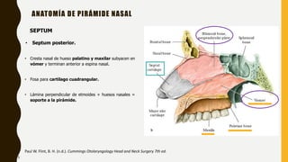 • Cresta nasal de hueso palatino y maxilar subyacen en
vómer y terminan anterior a espina nasal.
• Fosa para cartílago cuadrangular.
• Lámina perpendicular de etmoides + huesos nasales =
soporte a la pirámide.
ANATOMÍA DE PIRÁMIDE NASAL
Paul W. Flint, B. H. (n.d.). Cummings Otolaryngology Head and Neck Surgery 7th ed.
5
• Septum posterior.
SEPTUM
 
