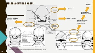 EMBRIOLOGÍA CAVIDAD NASAL.
Jonas T. Johnson, C. A. (2014). Bailey's Head and Neck Surgery Otolaryngology, 5th ed.
Pliegues - cornetes
Espacios - senos.
Narinas.
4ta-8va se unen y
formar placoda
nasal olfatoria.
Se invagina y
forma saco nasal
Maxila y filtrum.
Septum
20 8
 