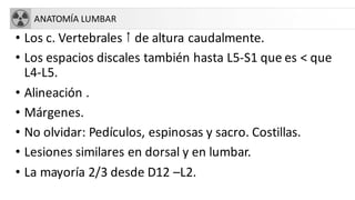 ANATOMÍA LUMBAR
• Los c. Vertebrales › de altura caudalmente.
• Los espacios discales también hasta L5-S1 que es < que
L4-L5.
• Alineación .
• Márgenes.
• No olvidar: Pedículos, espinosas y sacro. Costillas.
• Lesiones similares en dorsal y en lumbar.
• La mayoría 2/3 desde D12 –L2.
 