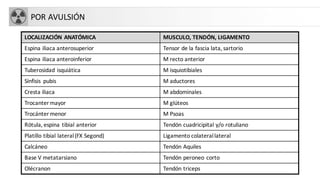 POR AVULSIÓN
LOCALIZACIÓN ANATÓMICA MUSCULO, TENDÓN, LIGAMENTO
Espina iliaca anterosuperior Tensor de la fascia lata, sartorio
Espina iliaca anteroinferior M recto anterior
Tuberosidad isquiática M isquiotibiales
Sínfisis pubis M aductores
Cresta iliaca M abdominales
Trocanter mayor M glúteos
Trocánter menor M Psoas
Rótula, espina tibial anterior Tendón cuadricipital y/o rotuliano
Platillo tibial lateral(FX Segond) Ligamento colaterallateral
Calcáneo Tendón Aquiles
Base V metatarsiano Tendón peroneo corto
Olécranon Tendón triceps
 