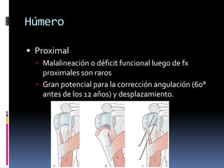 Húmero

 Proximal
   Malalineación o déficit funcional luego de fx
    proximales son raros
   Gran potencial para la corrección angulación (60°
    antes de los 12 años) y desplazamiento.
 