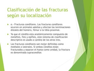 Clasificación de las fracturas
según su localización
 e.- Fracturas condilares. Las fracturas condilares
ocurren en animales adultos y afectan las terminaciones
distales del húmero, fémur o la tibia proximal.
 Ya que el cóndilo esta anatómicamente compuesto de
metáfisis, físis y epífisis, este sistema de clasificación
descriptivo es usado a cambio de los otros tres.
 Las fracturas condilares son mejor definidas como
mediales o laterales. Si ambos cóndilos están
fracturados y separan el hueso como unidad, la fractura
es denominada supracondilar.
 