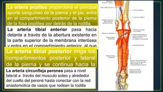 La arteria poplítea proporciona el principal
aporte sanguíneo de la pierna y el pie, entra
en el compartimiento posterior de la pierna
de la fosa poplítea por detrás de la rodilla.
La arteria tibial anterior pasa hacia
delante a través de la abertura existente en
la parte superior de la membrana interósea
y entra en el compartimiento anterior, al que
irriga .La arteria tibial posterior irriga los
compartimientos posterior y lateral
de la pierna y se continua hacia la
planta .La arteria circunfleja peronea pasa a nivel
lateral a través del musculo soleo y alrededor
del cuello del peroné hasta conectar con la red
anastomotica de vasos que rodean la rodilla
 