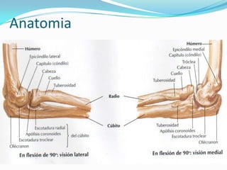 Anatomia
 
