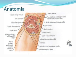 Anatomia
 