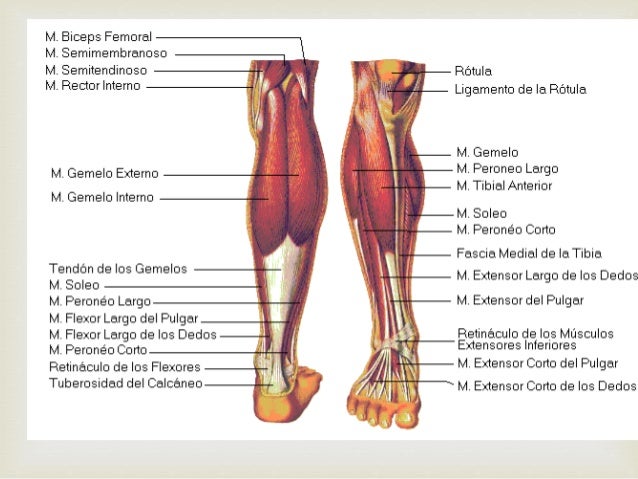 Fracturas de Tibia y peroné