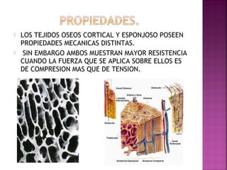  LOS TEJIDOS OSEOS CORTICAL Y ESPONJOSO POSEEN
PROPIEDADES MECANICAS DISTINTAS.
 SIN EMBARGO AMBOS MUESTRAN MAYOR RESISTENCIA
CUANDO LA FUERZA QUE SE APLICA SOBRE ELLOS ES
DE COMPRESION MAS QUE DE TENSION.
 