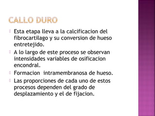 Esta etapa lleva a la calcificacion del
fibrocartilago y su conversion de hueso
entretejido.
 A lo largo de este proceso se observan
intensidades variables de osificacion
encondral.
 Formacion intramembranosa de hueso.
 Las proporciones de cada uno de estos
procesos dependen del grado de
desplazamiento y el de fijacion.
 