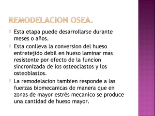  Esta etapa puede desarrollarse durante
meses o años.
 Esta conlleva la conversion del hueso
entretejido debil en hueso laminar mas
resistente por efecto de la funcion
sincronizada de los osteoclastos y los
osteoblastos.
 La remodelacion tambien responde a las
fuerzas biomecanicas de manera que en
zonas de mayor estrés mecanico se produce
una cantidad de hueso mayor.
 