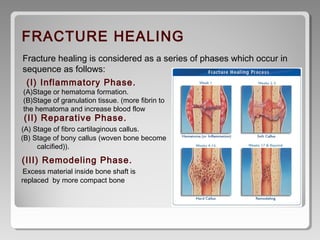 FRACTURE HEALING
Fracture healing is considered as a series of phases which occur in
sequence as follows:
 (I) Inflammatory Phase.
(A)Stage or hematoma formation.
(B)Stage of granulation tissue. (more fibrin to
the hematoma and increase blood flow
 (II) Reparative Phase.
(A) Stage of fibro cartilaginous callus.
(B) Stage of bony callus (woven bone become
calcified)).  
 (III) Remodeling Phase.
Excess material inside bone shaft is
replaced by more compact bone
 