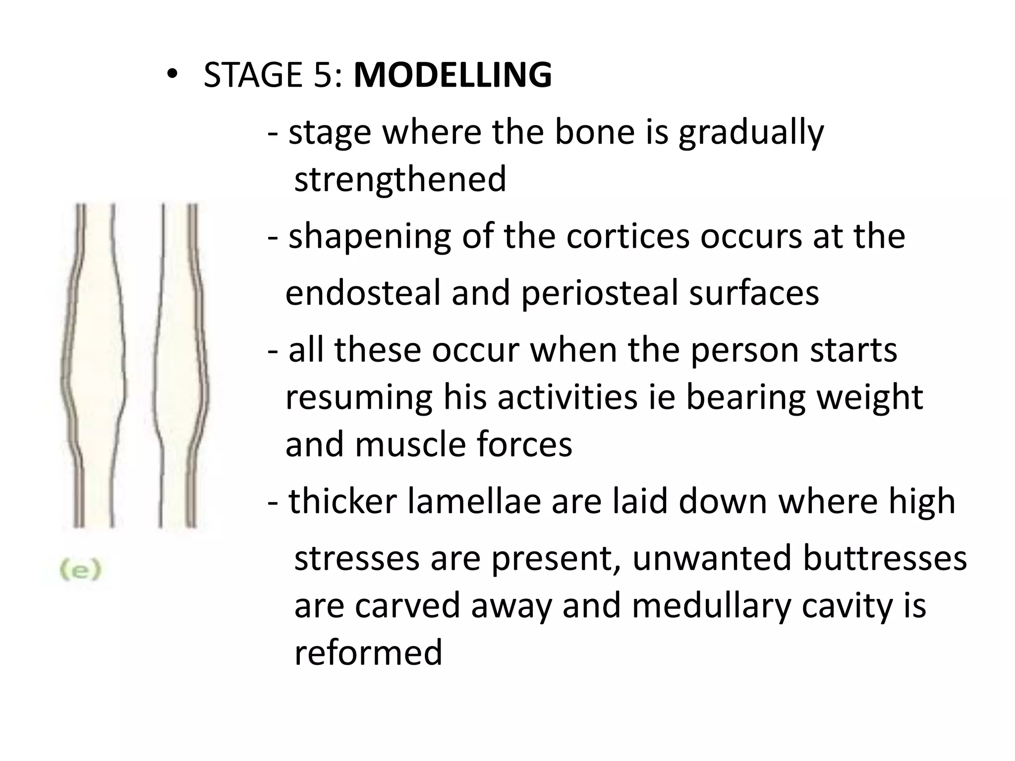• STAGE 5: MODELLING
- stage where the bone is gradually
strengthened
- shapening of the cortices occurs at the
endosteal and periosteal surfaces
- all these occur when the person starts
resuming his activities ie bearing weight
and muscle forces
- thicker lamellae are laid down where high
stresses are present, unwanted buttresses
are carved away and medullary cavity is
reformed
 