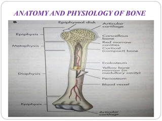 ANATOMY AND PHYSIOLOGY OF BONE
 