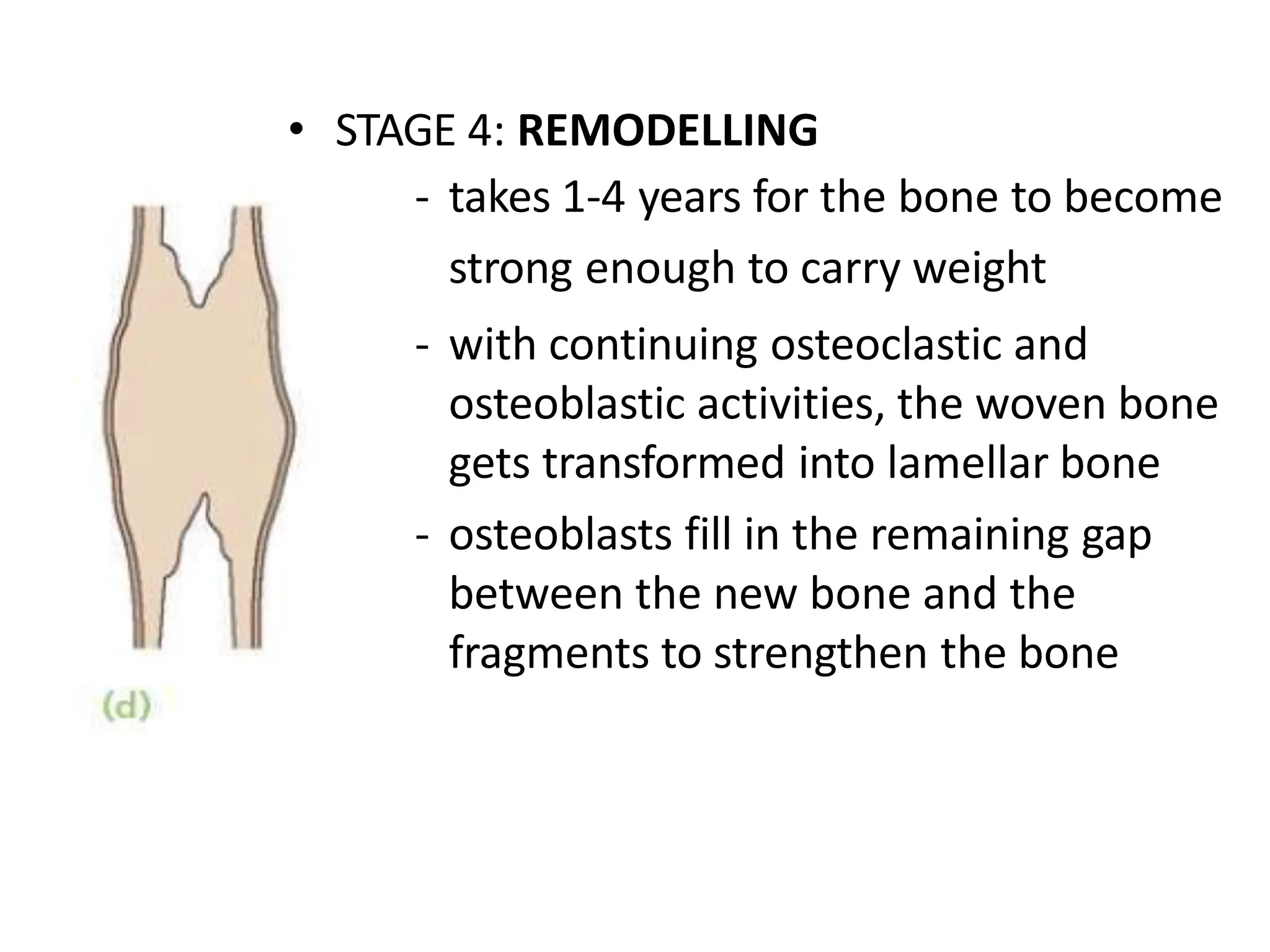 • STAGE 4: REMODELLING
- takes 1-4 years for the bone to become
strong enough to carry weight
- with continuing osteoclastic and
osteoblastic activities, the woven bone
gets transformed into lamellar bone
- osteoblasts fill in the remaining gap
between the new bone and the
fragments to strengthen the bone
 