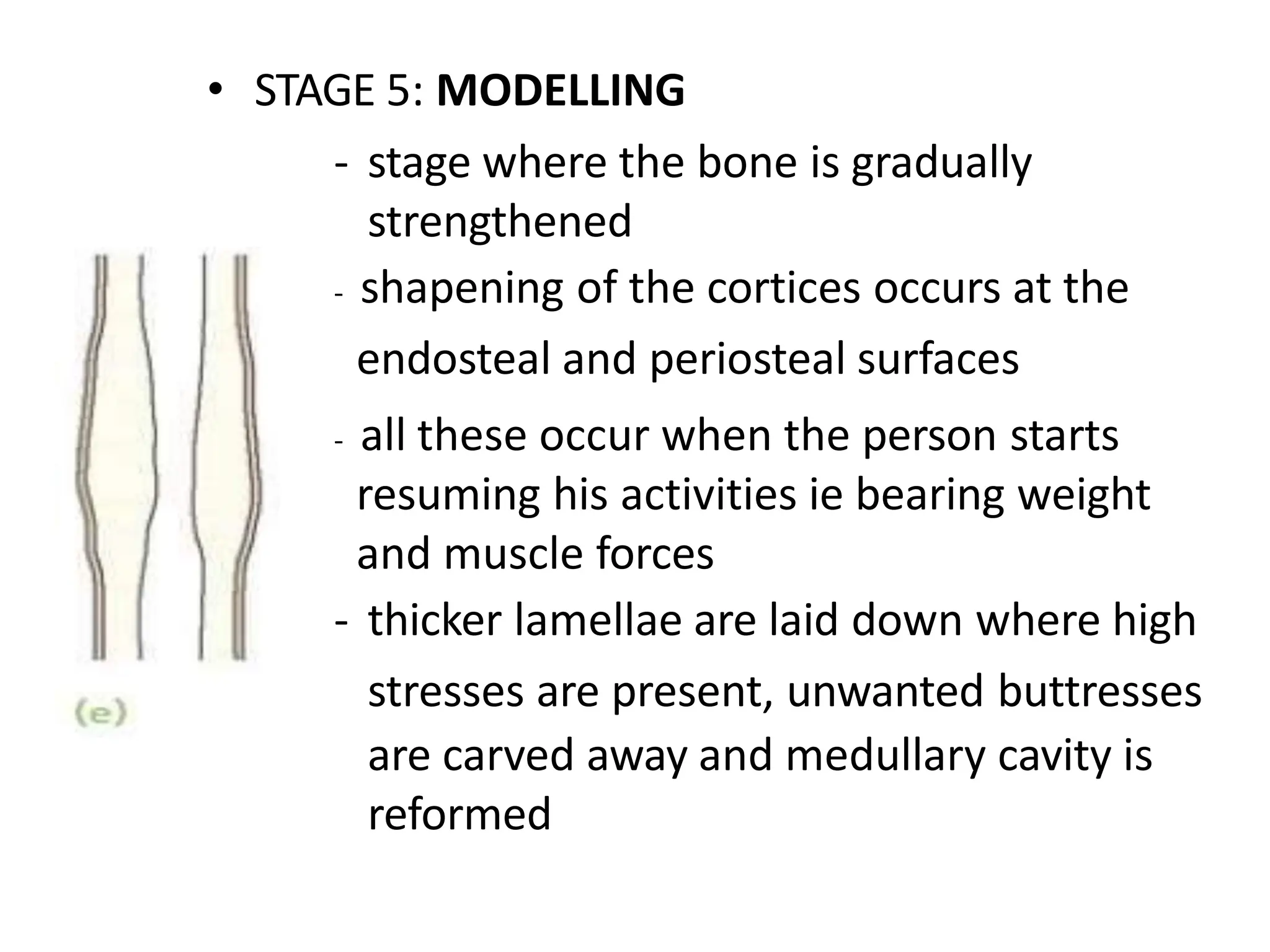 • STAGE 5: MODELLING
- stage where the bone is gradually
strengthened
- shapening of the cortices occurs at the
endosteal and periosteal surfaces
- all these occur when the person starts
resuming his activities ie bearing weight
and muscle forces
- thicker lamellae are laid down where high
stresses are present, unwanted buttresses
are carved away and medullary cavity is
reformed
 