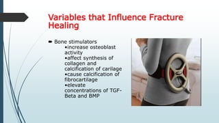 Variables that Influence Fracture
Healing
 Bone stimulators
•increase osteoblast
activity
•affect synthesis of
collagen and
calcification of carilage
•cause calcification of
fibrocartilage
•elevate
concentrations of TGF-
Beta and BMP
 