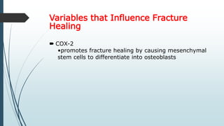 Variables that Influence Fracture
Healing
 COX-2
•promotes fracture healing by causing mesenchymal
stem cells to differentiate into osteoblasts
 
