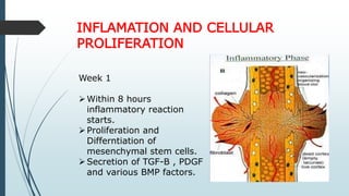 INFLAMATION AND CELLULAR
PROLIFERATION
Week 1
Within 8 hours
inflammatory reaction
starts.
Proliferation and
Differntiation of
mesenchymal stem cells.
Secretion of TGF-B , PDGF
and various BMP factors.
 