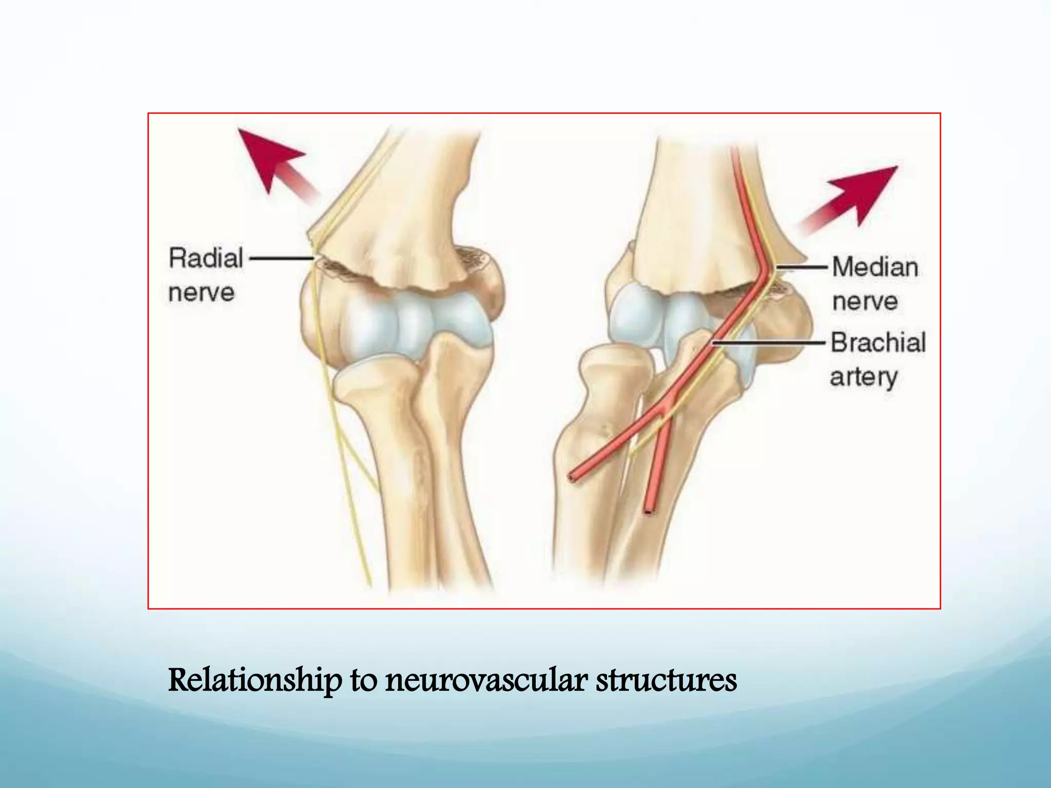 Relationship to neurovascular structures
 
