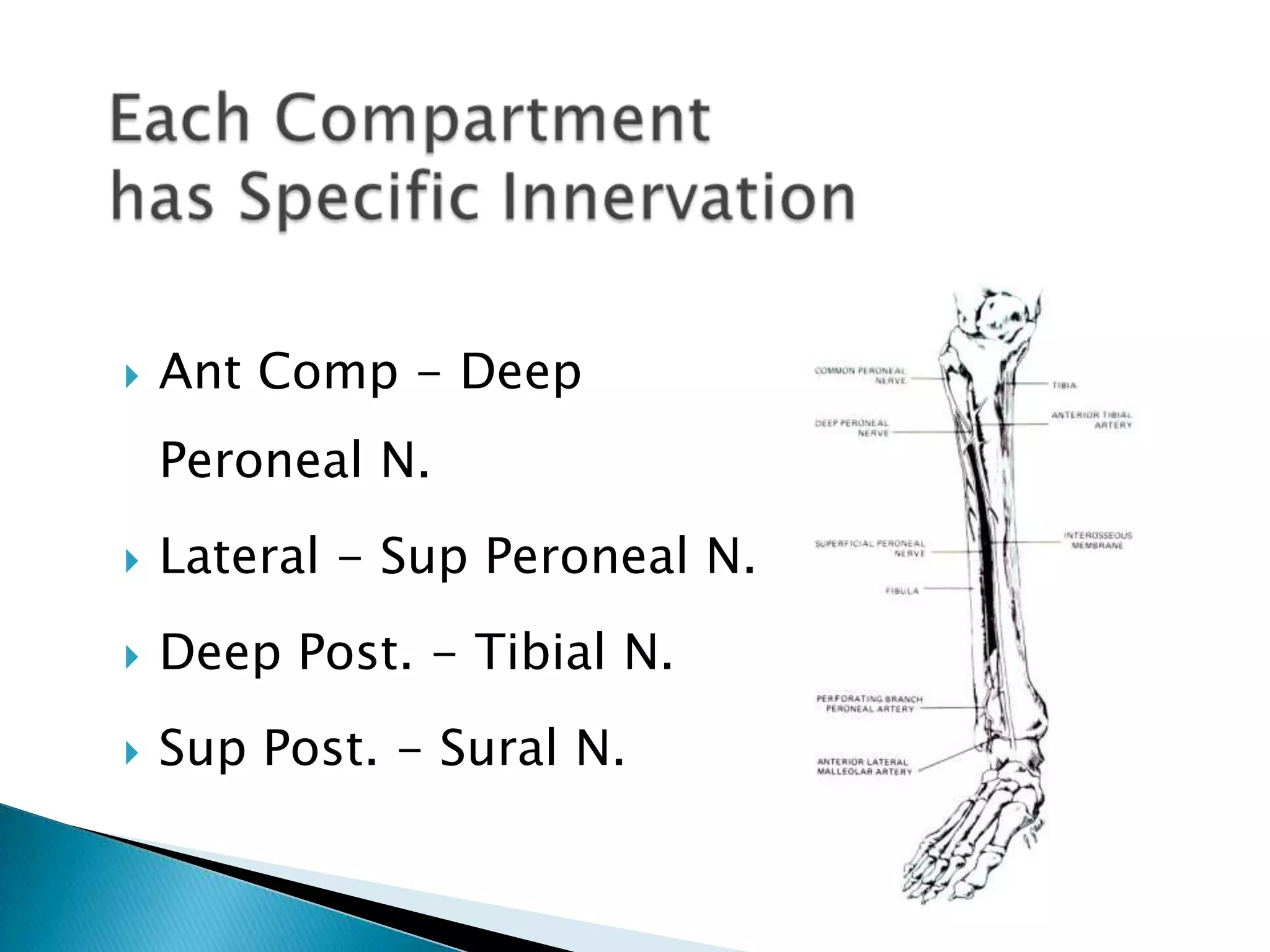

Ant Comp - Deep
Peroneal N.



Lateral - Sup Peroneal N.



Deep Post. - Tibial N.



Sup Post. - Sural N.

 