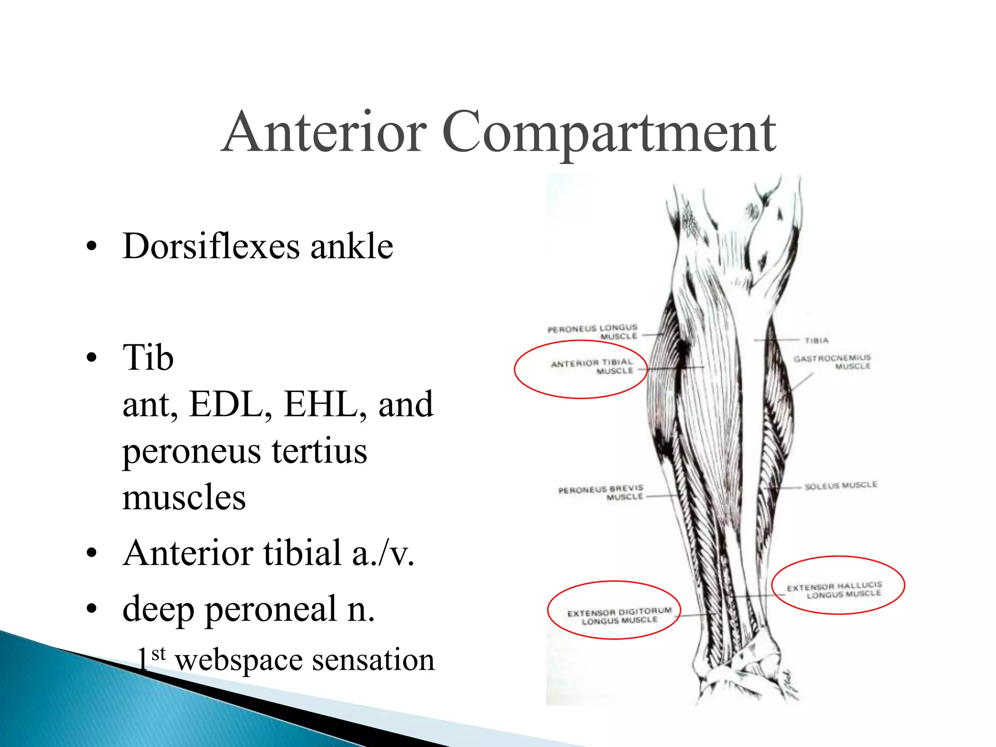 Anterior Compartment
• Dorsiflexes ankle
• Tib
ant, EDL, EHL, and
peroneus tertius
muscles
• Anterior tibial a./v.
• deep peroneal n.
1st webspace sensation

 