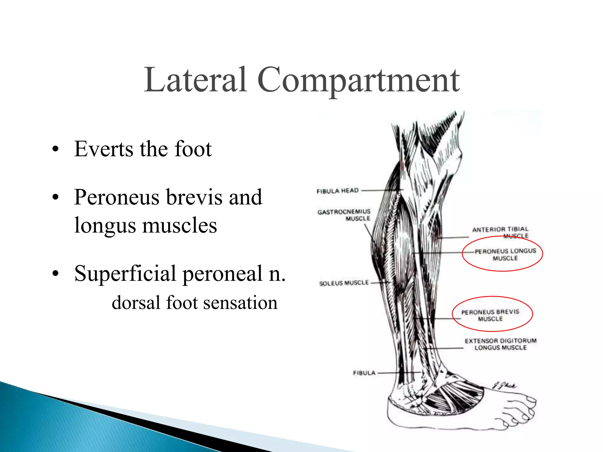 Lateral Compartment
• Everts the foot
• Peroneus brevis and
longus muscles

• Superficial peroneal n.
dorsal foot sensation

 