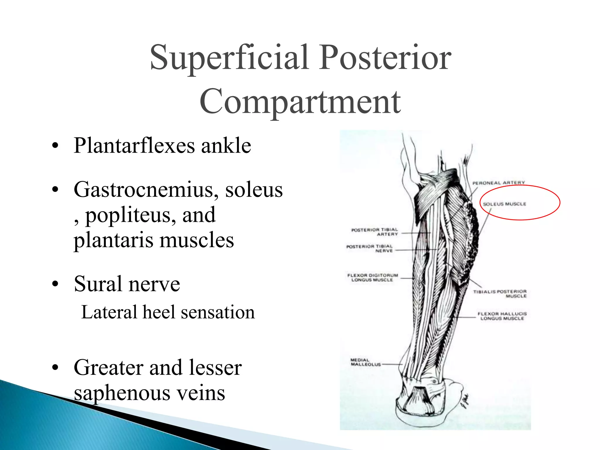 Superficial Posterior
Compartment
• Plantarflexes ankle
• Gastrocnemius, soleus
, popliteus, and
plantaris muscles
• Sural nerve
Lateral heel sensation

• Greater and lesser
saphenous veins

 