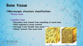 Bone tissue
Microscopic structure classification;
Woven bone
Lamellar bone
Secondary bone formed from remodeling of woven bone
Well organized & stress oriented
Stronger & less flexible than woven bone
Slower turnover than woven bone
 