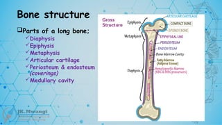 Bone structure
Parts of a long bone;
Diaphysis
Epiphysis
Metaphysis
Articular cartilage
Periosteum & endosteum
(coverings)
Medullary cavity
 