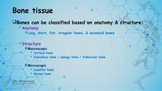Bone tissue
Bones can be classified based on anatomy & structure;
Anatomy
Long, short, flat, irregular bones, & sesamoid bones
Structure
Macroscopic
 Cortical bone
 Cancellous bone / spongy bone / trabecular bone
Microscopic
 Lamellar bone
 Woven bone
 