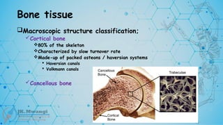 Bone tissue
Macroscopic structure classification;
Cortical bone
80% of the skeleton
Characterized by slow turnover rate
Made-up of packed osteons / haversian systems
 Haversian canals
 Volkmann canals
Cancellous bone
 