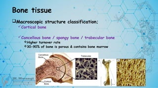 Bone tissue
Macroscopic structure classification;
Cortical bone
Cancellous bone / spongy bone / trabecular bone
Higher turnover rate
30-90% of bone is porous & contains bone marrow
 