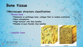 Bone tissue
Microscopic structure classification;
Woven bone
Immature or pathologic bone; collagen fiber in random orientation
More osteophytes
High turnover rate than lamellar
Weaker & more flexible than lamellar
Lamellar bone
 