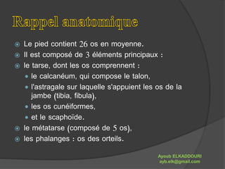  Le pied contient 26 os en moyenne. 
 Il est composé de 3 éléments principaux : 
 le tarse, dont les os comprennent : 
 le calcanéum, qui compose le talon, 
 l'astragale sur laquelle s'appuient les os de la 
jambe (tibia, fibula), 
 les os cunéiformes, 
 et le scaphoïde. 
 le métatarse (composé de 5 os), 
 les phalanges : os des orteils. 
Ayoub ELKADDOURI 
ayb.elk@gmail.com 
 